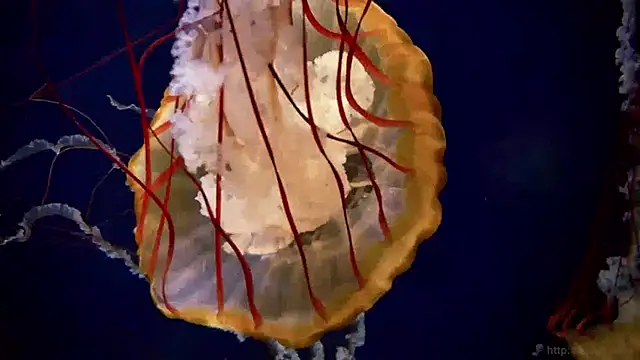 streamy test13 online show from January 15, 2025, 8:09 am