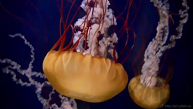 streamy test13 online show from March 4, 2025, 8:13 am