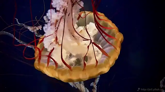 streamy test13 online show from March 7, 2025, 8:13 am