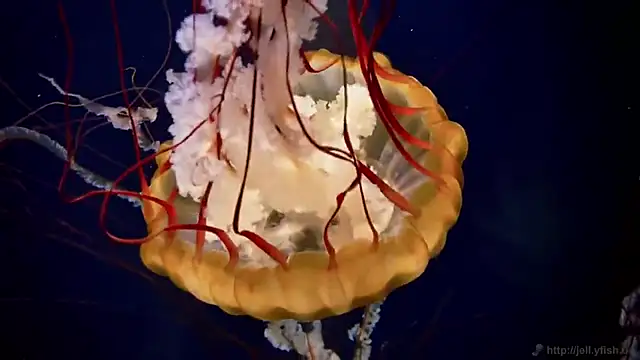 streamy test13 online show from March 11, 2025, 8:09 am