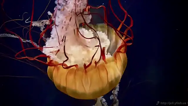 streamy test13 online show from September 9, 2025, 8:25 am