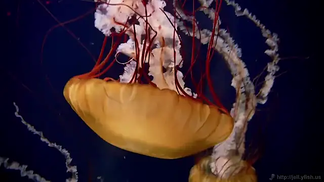 streamy test13 online show from September 22, 2025, 5:59 pm