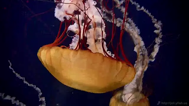 streamy test15 online show from December 5, 2024, 8:22 am