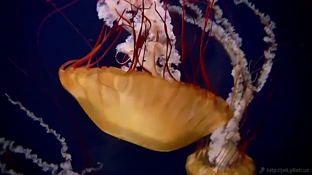 streamy test15 online show from October 30, 2025, 4:08 pm