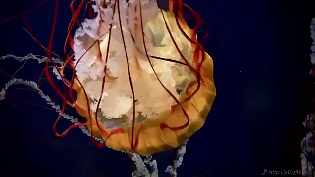 streamy test15 online show from March 16, 2026, 10:08 am