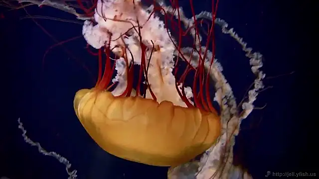 streamy test15 online show from March 20, 2026, 8:52 am