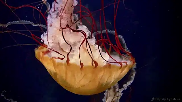 streamy test15 online show from April 6, 2026, 12:50 pm