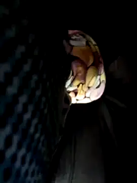 Snapshot of Policeman20742 chatting on March 17, 2025, 5:16 pm Policeman20742 online show from March 17, 2025, 5:16 pm