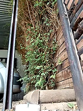 slimmydaddy69 online show from April 19, 2026, 7:51 am