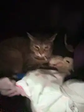 Snapshot of ThicBunz chatting on January 14, 2026, 11:42 pm ThicBunz online show from January 14, 2026, 11:42 pm