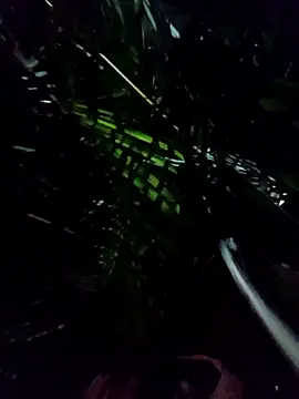 mis312 online show from January 8, 2026, 5:10 am