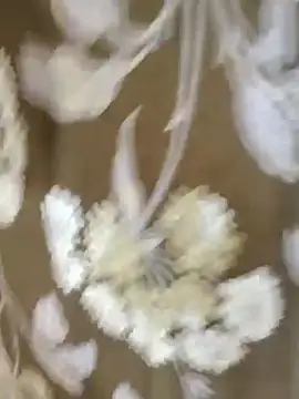 Raat ki rani  online show from January 4, 2025, 5:05 am