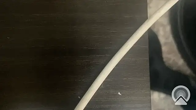 Snapshot of shuai321 chatting on February 13, 2025, 7:56 am shuai321 online show from February 13, 2025, 7:56 am