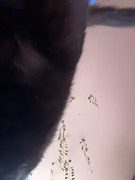 -Sexy Barbie- online show from October 11, 2025, 2:33 am