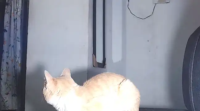 sofi doll77 online show from March 1, 2025, 10:53 pm