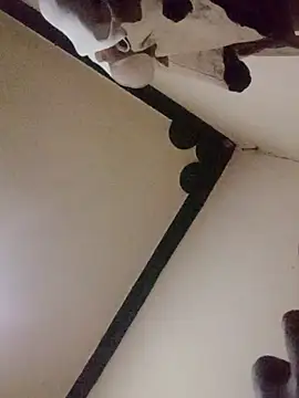 Snapshot of Danny_lady chatting on December 16, 2025, 11:21 pm Danny lady online show from December 16, 2025, 11:21 pm