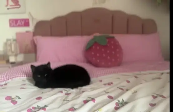 Snapshot of pinkie_piexx chatting on February 14, 2025, 12:14 pm pinkie piexx online show from February 14, 2025, 12:14 pm