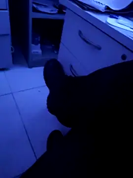 Snapshot of pedritolobito chatting on April 11, 2026, 3:22 am pedritolobito online show from April 11, 2026, 3:22 am