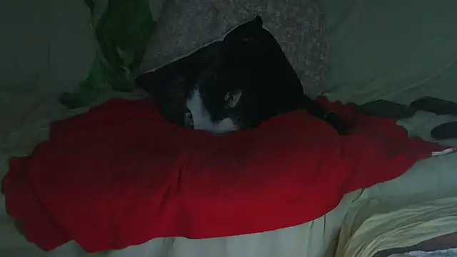 Snapshot of VeneRed chatting on September 23, 2025, 9:51 pm VeneRed online show from September 23, 2025, 9:51 pm