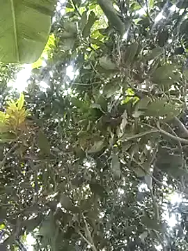 desicockblack online show from January 2, 2025, 4:41 am