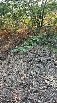 Snapshot of tamil000000 chatting on March 10, 2025, 1:56 am tamil000000 online show from March 10, 2025, 1:56 am