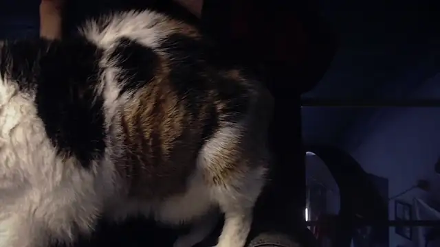 Snapshot of contemptumundi888 chatting on January 18, 2025, 11:11 am contemptumundi888 online show from January 18, 2025, 11:11 am