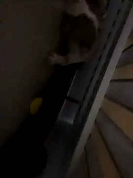 dym251211 online show from February 4, 2025, 8:17 pm