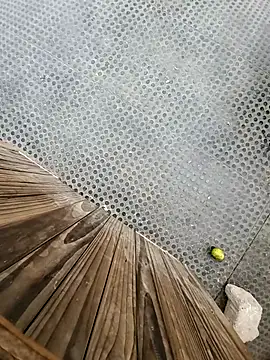 Snapshot of tesaodaweb chatting on December 15, 2025, 3:16 pm tesaodaweb online show from December 15, 2025, 3:16 pm