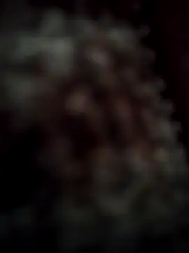 RODRI POLLADURA online show from November 28, 2025, 2:42 pm