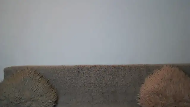 AshlineKatte online show from February 9, 2026, 11:03 am