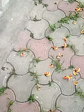 Snapshot of Raj41 chatting on March 2, 2025, 1:36 am Raj41 online show from March 2, 2025, 1:36 am