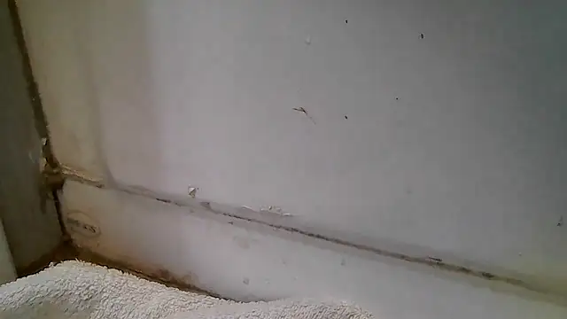 ShysluutGia online show from December 15, 2025, 11:47 am