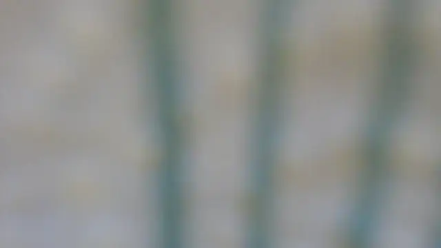 Snapshot of RobertaFox69 chatting on December 6, 2024, 4:49 pm RobertaFox69 online show from December 6, 2024, 4:49 pm