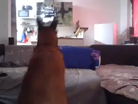 Snapshot of ThePython666 chatting on March 27, 2026, 3:34 pm ThePython666 online show from March 27, 2026, 3:34 pm