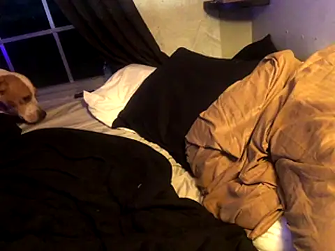 Snapshot of lilthicky352 chatting on December 1, 2025, 12:15 am lilthicky352 online show from December 1, 2025, 12:15 am