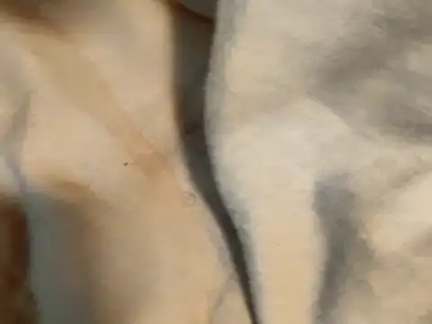 Pollagorda 34877 online show from November 19, 2025, 12:38 pm