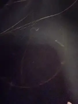 Natalia vidal online show from November 6, 2025, 1:12 pm