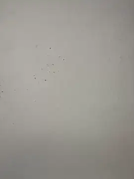 vincentjaxon online show from November 27, 2025, 7:05 pm