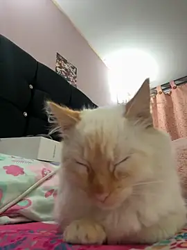 Snapshot of saranghae_ chatting on November 11, 2025, 3:50 am saranghae online show from November 11, 2025, 3:50 am