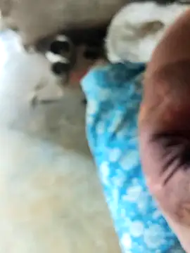 INTERNATIONAL0001 online show from December 3, 2025, 3:03 am