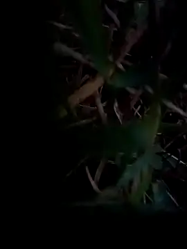 Snapshot of dolphiinn chatting on February 1, 2026, 1:04 am dolphiinn online show from February 1, 2026, 1:04 am