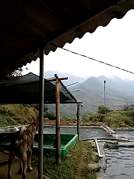 ngan-cute online show from November 21, 2025, 2:21 am