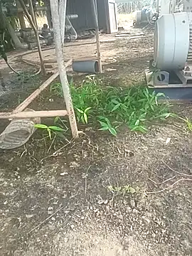 Snapshot of sima024 chatting on November 11, 2025, 7:52 am sima024 online show from November 11, 2025, 7:52 am