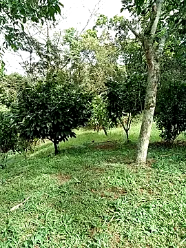 Snapshot of AlphaAlterX chatting on January 15, 2026, 2:43 pm AlphaAlterX online show from January 15, 2026, 2:43 pm