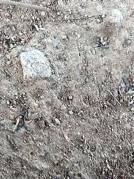 Suman ji1 online show from October 11, 2025, 8:24 am