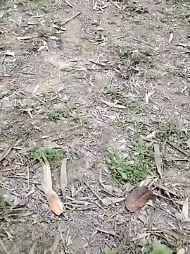 Nehal979 online show from February 4, 2026, 6:41 am