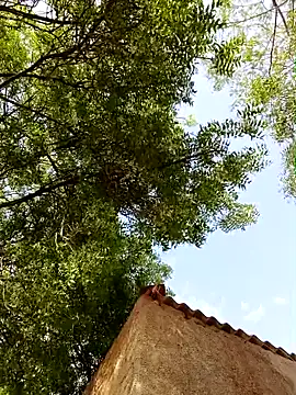 Rs sonam online show from April 8, 2026, 10:48 am