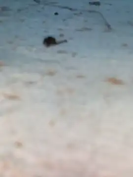 Ut kanchna online show from October 26, 2025, 12:22 pm