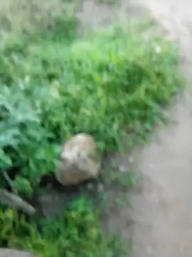 Snapshot of Suga98 chatting on October 30, 2025, 12:23 am Suga98 online show from October 30, 2025, 12:23 am