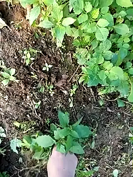 Fish yellow online show from December 14, 2025, 9:47 am